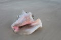 Queen Conch Shell on Sand Royalty Free Stock Photo