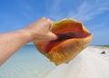 Queen conch at Unspoiled Beach Royalty Free Stock Photo