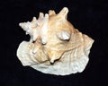 Queen Conch Outer Shell Royalty Free Stock Photo