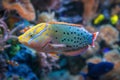 Queen Coris Fish Coris formosa Royalty Free Stock Photo