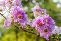 Queen crape myrtle flowers