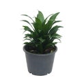 Queen of Dracaenas Royalty Free Stock Photo