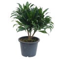 Queen of Dracaenas Royalty Free Stock Photo