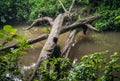 Ranger in Queen Elisabeth National Park, Uganda Royalty Free Stock Photo