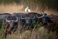 African buffalo with egret on back in Queen Elizabeth Park, Uganda Royalty Free Stock Photo