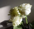 Delicate white roses on a dark background.