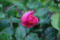 Lonely rose in the garden