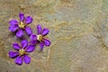 Queen flowers on sand stone floor Royalty Free Stock Photo