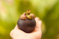 Queen of fruits, Mangosteen on the human hand in the garden.