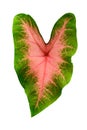 Queen of the Leafy Plants Scientific name is Caladium bicolor on white background with clipping path Royalty Free Stock Photo