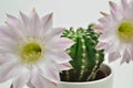 Queen of the night cactus with Blossom Royalty Free Stock Photo