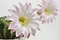 Queen of the night cactus with Blossom Royalty Free Stock Photo