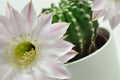 Queen of the night cactus with Blossom Royalty Free Stock Photo