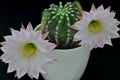 Queen of the night cactus with Blossoms Royalty Free Stock Photo