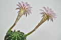 Queen of the night cactus with Blossoms Royalty Free Stock Photo