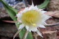 Queen of the night cactus flower in bloom close up macro Royalty Free Stock Photo