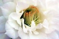 Queen of the Night Cactus Flower