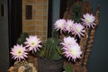 night blooming queen of the night cactus with eight flowers