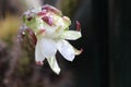 Queen of the Night Flower in Bloom