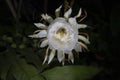 Queen of the night flower bloom, The lady of the night, Princess of the night, (Epiphyllum oxypetalum) cereus Royalty Free Stock Photo