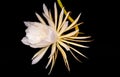 Queen of the night flower blooming in the night, beautiful elegant white flower isolated against black background Royalty Free Stock Photo