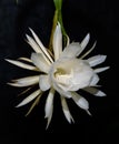 Queen of the night flower isolated against a black background. The beautiful scented white flower only blooms at night Royalty Free Stock Photo