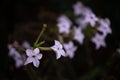The queen of the night flower. Nicotiana alata night plant in the garden Royalty Free Stock Photo