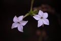 The queen of the night flower. Nicotiana alata night plant in the garden Royalty Free Stock Photo