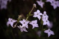 The queen of the night flower. Nicotiana alata night plant in the garden Royalty Free Stock Photo