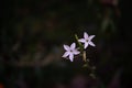 The queen of the night flower. Nicotiana alata night plant in the garden Royalty Free Stock Photo