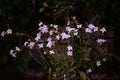 The queen of the night flower. Nicotiana alata night plant in the garden Royalty Free Stock Photo