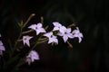 The queen of the night flower. Nicotiana alata night plant in the garden Royalty Free Stock Photo