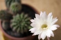 Queen of the night (selenicereus grandiflorus) in a pot Royalty Free Stock Photo