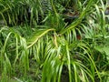 A giant rare species orchid called Tiger Orchid