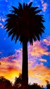 Queen Palm abstract Color #2. Encinitas California. Royalty Free Stock Photo