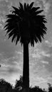 Queen Palm abstract Color #2. Encinitas California. Royalty Free Stock Photo
