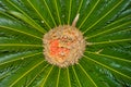 Queen Palm (Cycas circinalis) Royalty Free Stock Photo