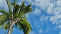 Queen palm tree aginst blue sky background Royalty Free Stock Photo