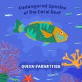 Queen parrotfish. Coral reef inhabitants. Endangered fish species.