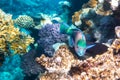 Queen Parrotfish in a coral reef, Red Sea, Egypt. Colorful bright tropical fish in blue ocean water Royalty Free Stock Photo