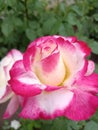 The queen of pink roses