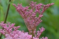 Queen-of-the-prairie,Filipendula rubra Venusta Magnifica, budding inflorescence