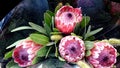 Queen Protea, protea magnifica