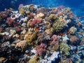 Queen Of The Red Sea - Pseudanthias squamipinnis Royalty Free Stock Photo