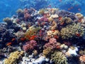 Queen Of The Red Sea - Pseudanthias squamipinnis Royalty Free Stock Photo