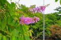 Queen`s flower, Lagerstroemia macrocarpa Wall. purple beautiful on tree