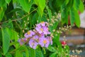 Queen`s flower, Lagerstroemia macrocarpa Wall. purple beautiful on tree