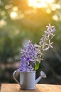 Queen's wreath vine flower