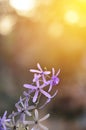 Queen's wreath vine flower