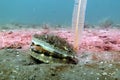 Queen Scallop & Slender Sea Pen Royalty Free Stock Photo